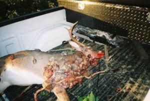 CORP OIL FRACKING Deer w Tumors All Over It Was Drinking From a PA Pennsylvania Stream