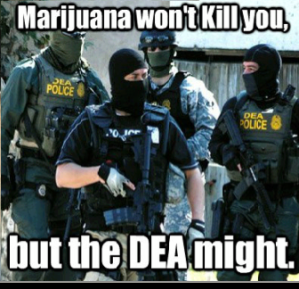 DEA - Marijuana has killed noone